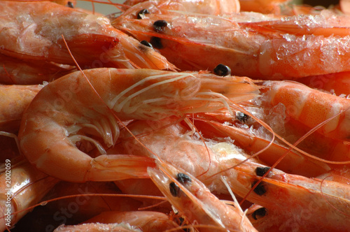 crevettes congelées
