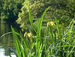 iris