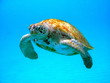 schildkröte der karibik