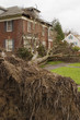 fallen tree and house