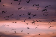 seagulls against the clouds seagulls against the clouds