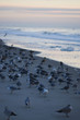 gulls on the beach