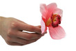 giving flower giving flower