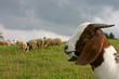 the sheep guardian