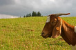 a field and a goat