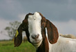 portrait of a goat