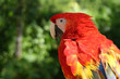 parrot