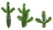 design elements - isolated spruce twigs xxl image design elements - isolated spruce twigs xxl image