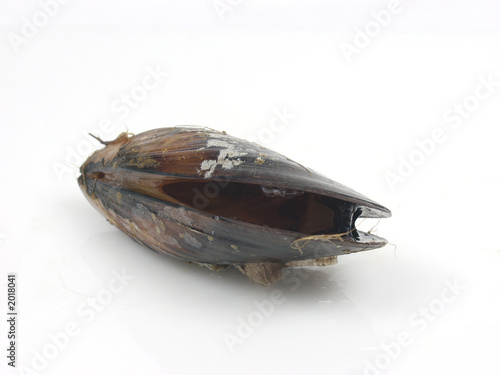 Photo: mussels mussels