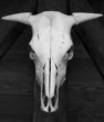 skull