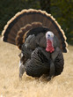 gobbler wobble
