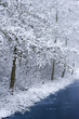 trees in the snow trees in the snow
