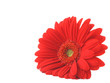 red gerbera lying on white copyspace red gerbera lying on white copyspace