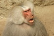 angry baboon