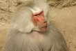 baboon