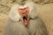 sleepy baboon