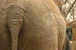 elephant's butt
