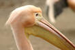 pelican