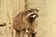 racoon