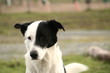 le chien corsaire