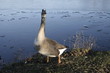 le canard en colère