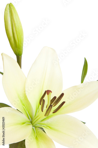Foto: white lily with copy space white lily with copy space