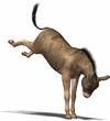 Illustration: donkey kicks donkey kicks