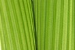 palm leaf