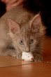 angora turc