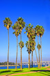 slim palms