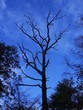 Photo: dead tree dead tree