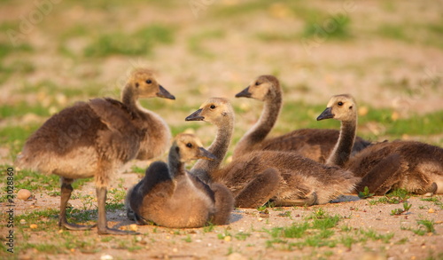 Photo: young canadian geese young canadian geese