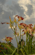flrowers and storm clouds