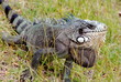 iguane-les saintes iguane-les saintes