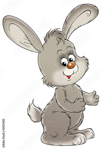 rabbit