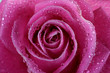 Photo: dewy rose dewy rose