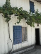 vigne sur maison