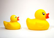 rubber duck