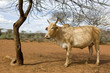 vache kenyane