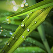 waterleaf #1