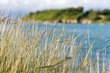 guadeloupe - herbes dans le vent guadeloupe - herbes dans le vent