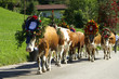 Foto: almabtrieb almabtrieb