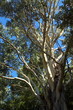 branches d'eucalyptus branches d'eucalyptus