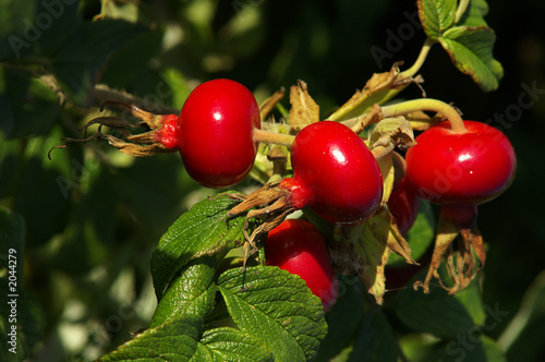 rosehip