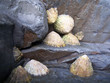 limpets limpets
