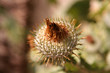 spikey plant