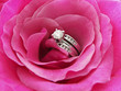 diamond rose