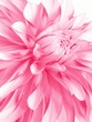 rosy flower rosy flower