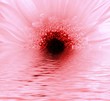 rosy flower in water