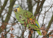 green parrot